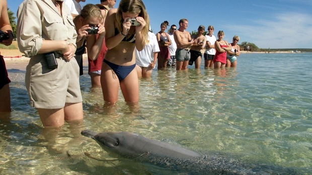 Shark Bay Caravan Park activities