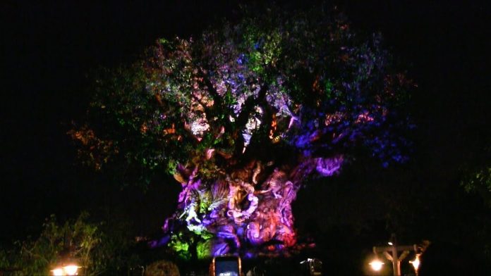 Things to do at Animal Kingdom