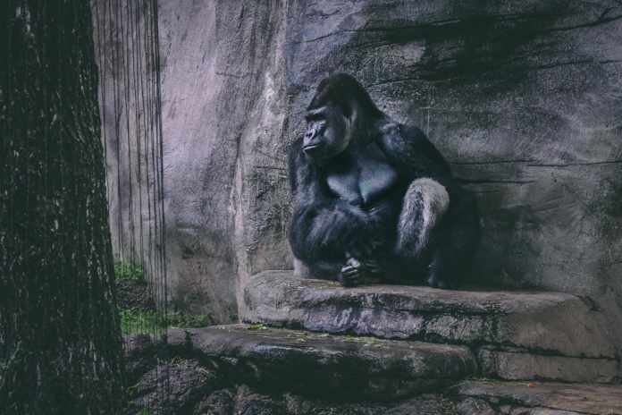 Disney World Gorillas Snakes Incident