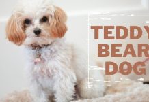 Dogs that look like Teddy Bears? What Can You Expect?