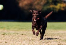 Daily Life Benefits of Wireless or Temporary Dog Fences