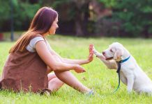 Dogs at Disney: Embracing a Dog-Friendly Adventure